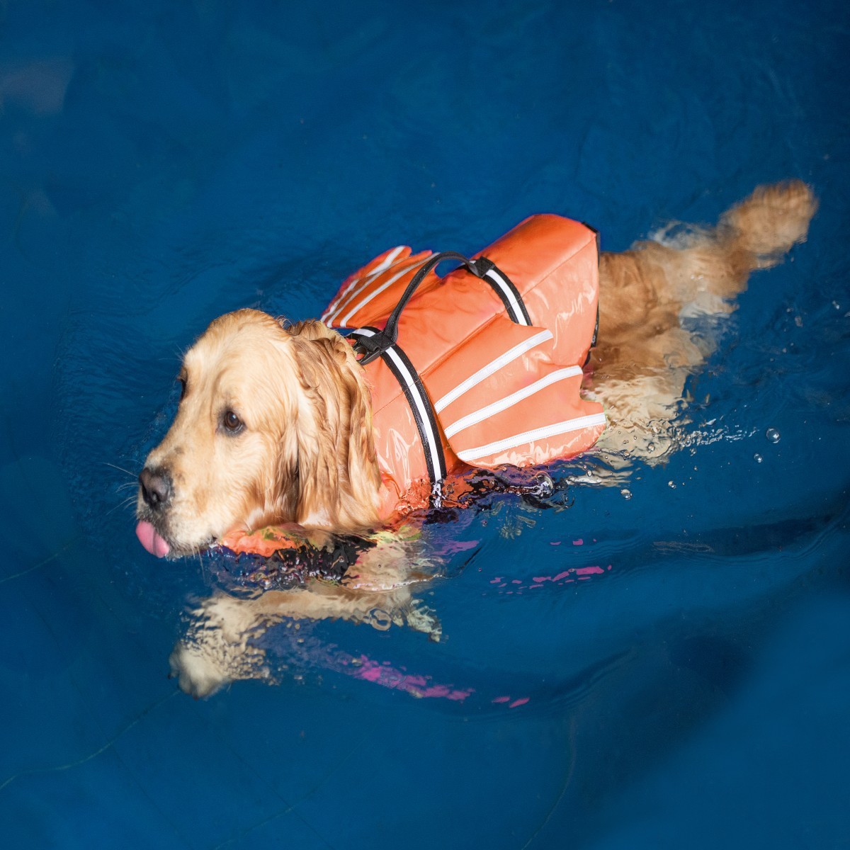 سترة نجاة للكلاب مع عوامة للذق - مراجعة Life Jacket وسعره